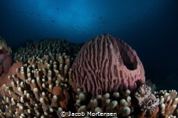 Barrel-sponge at Wakatobi Dive Resort by Jacob Mortensen 